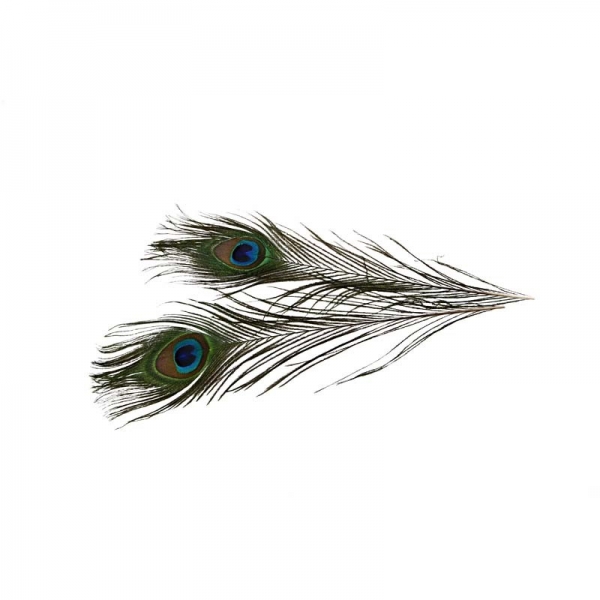 Pfauenfedern, L: 25-30 cm, 10 Stck.