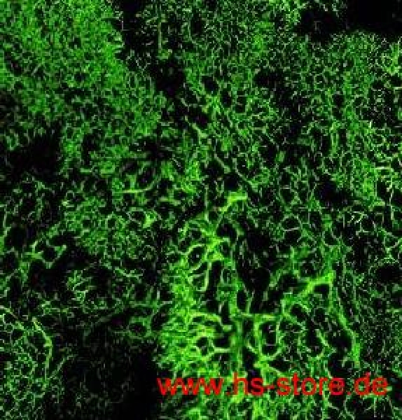 Islandmoos dunkelgrün 50 g